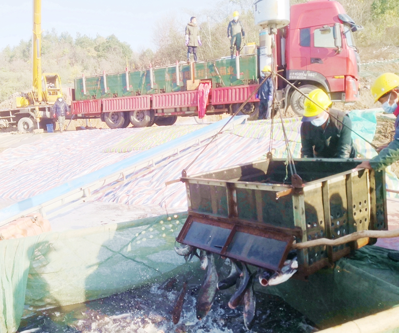 公司圆满完成2022年度鱼种投放